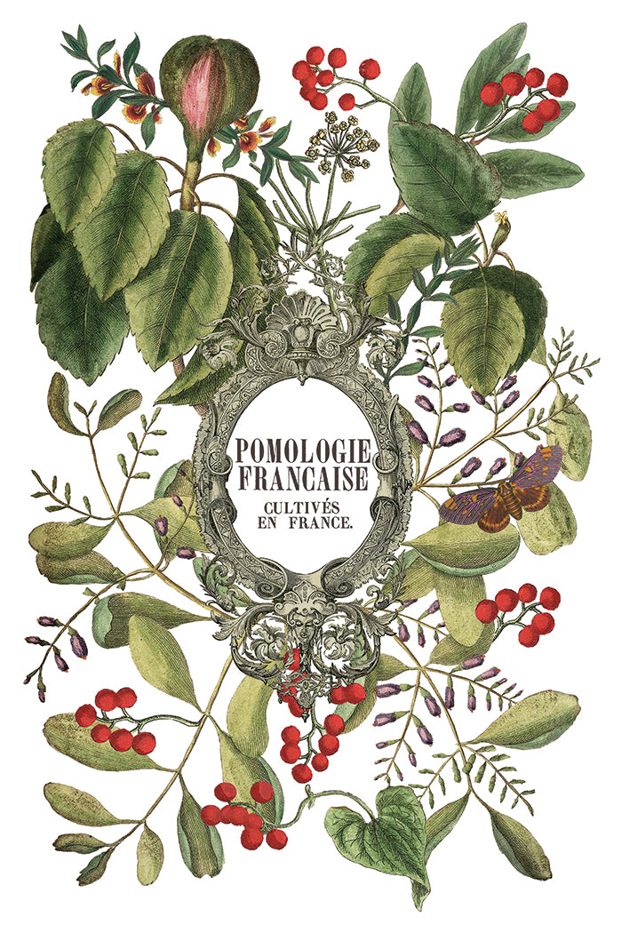 Clementine IOD Transfer