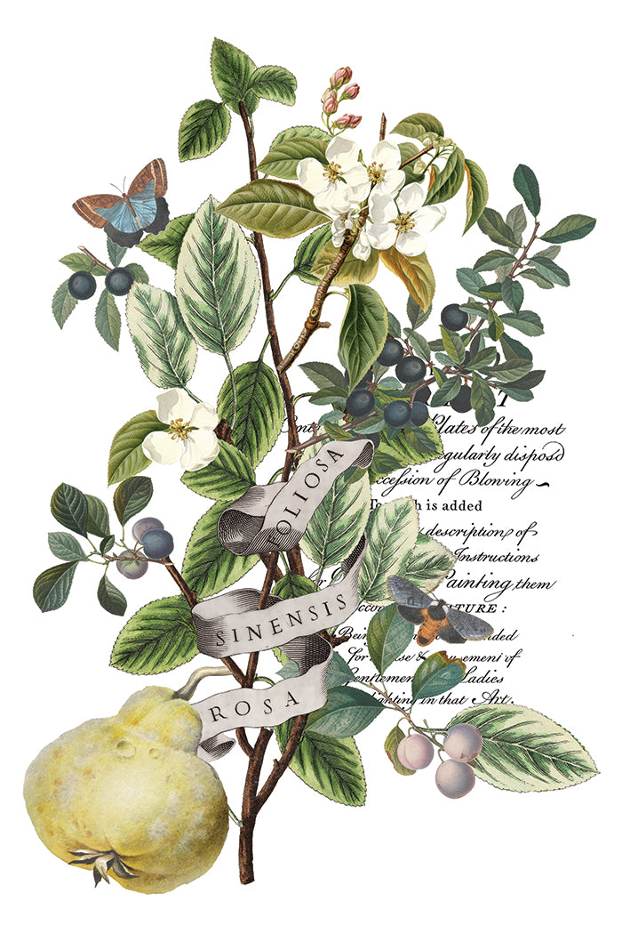 Clementine IOD Transfer