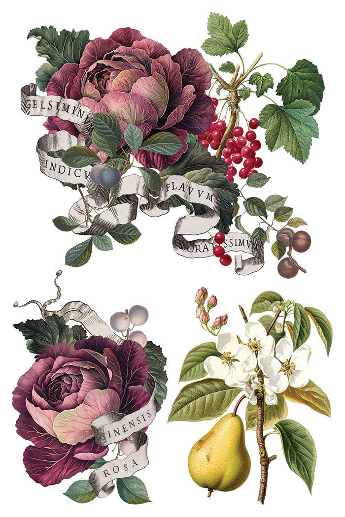 Clementine IOD Transfer