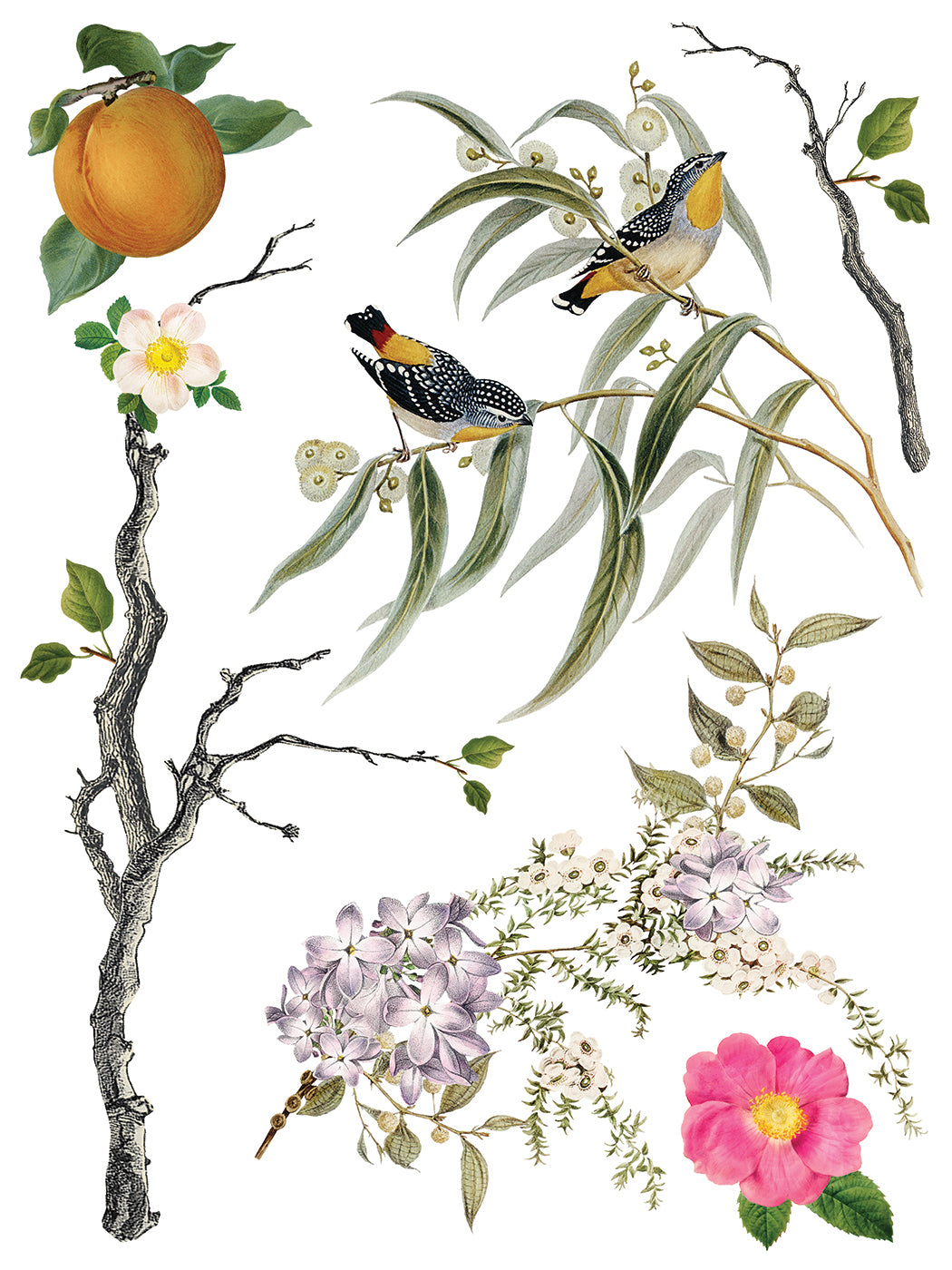 Menagerie IOD Transfer