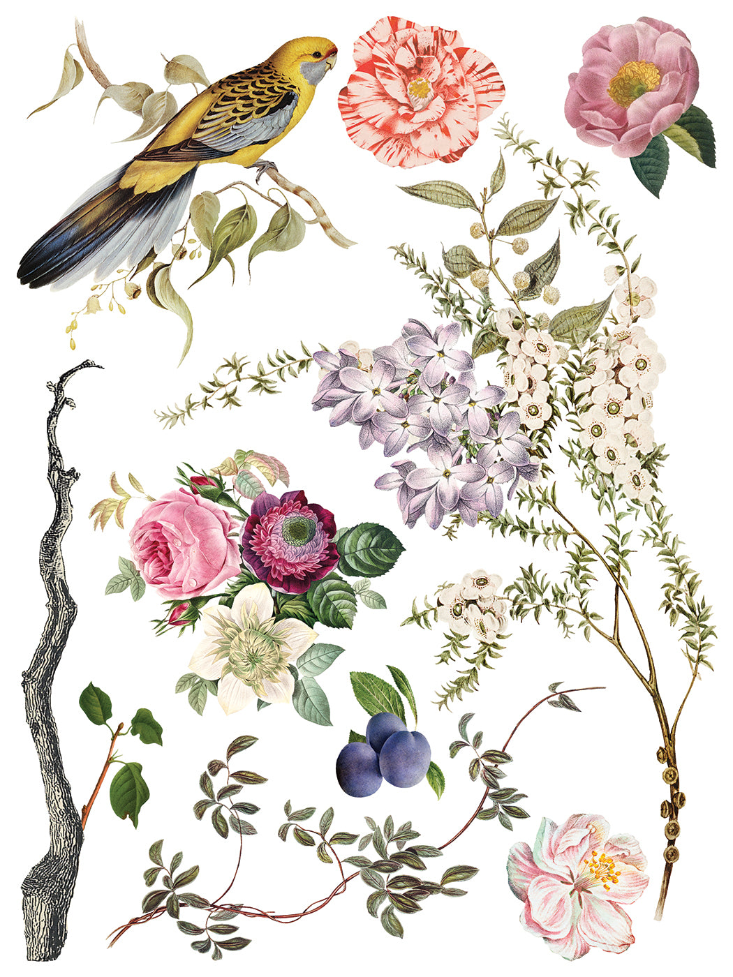 Menagerie IOD Transfer