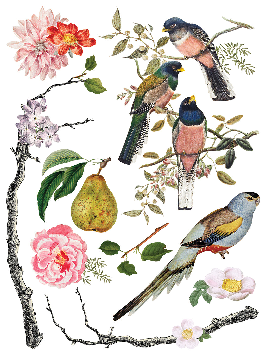 Menagerie IOD Transfer