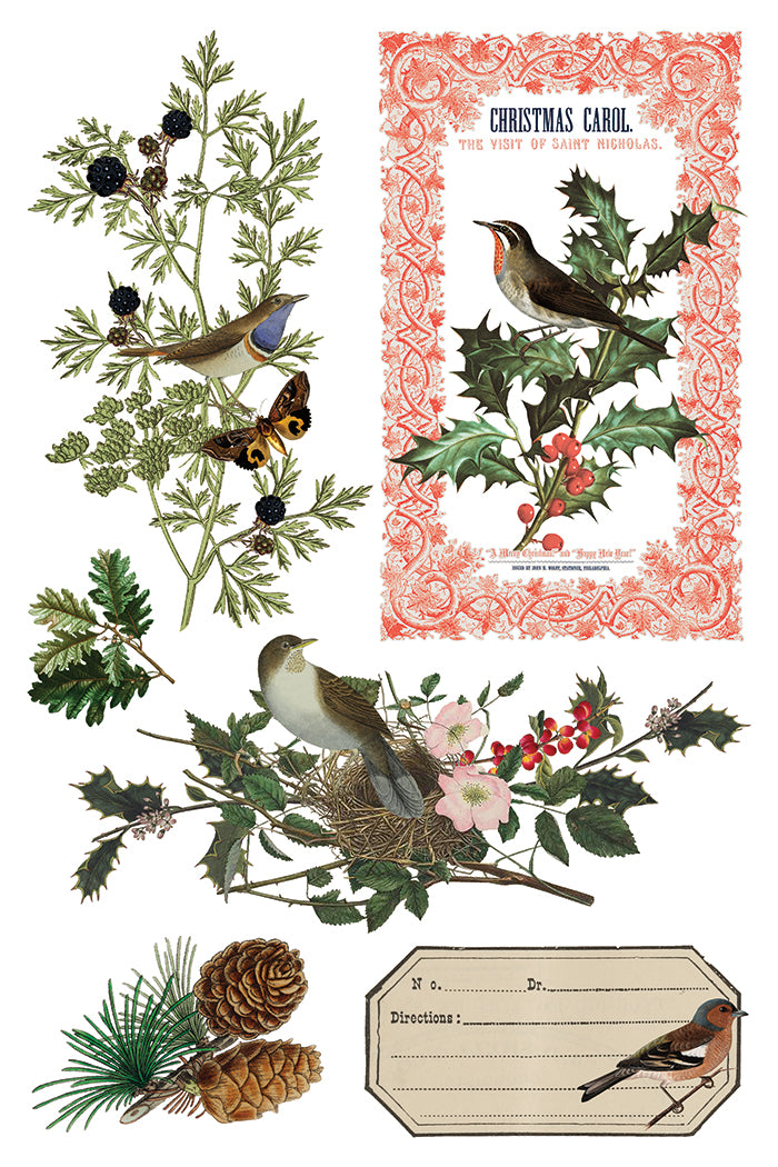 Winter Botanist IOD Transfer