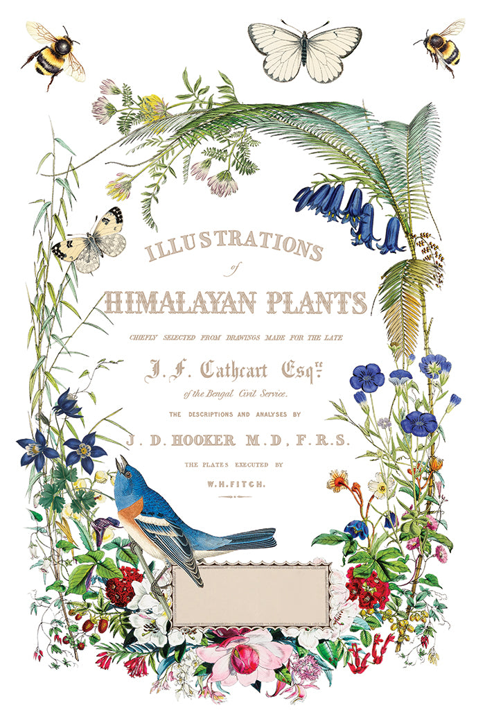 Flora Graca IOD Decor Transfer