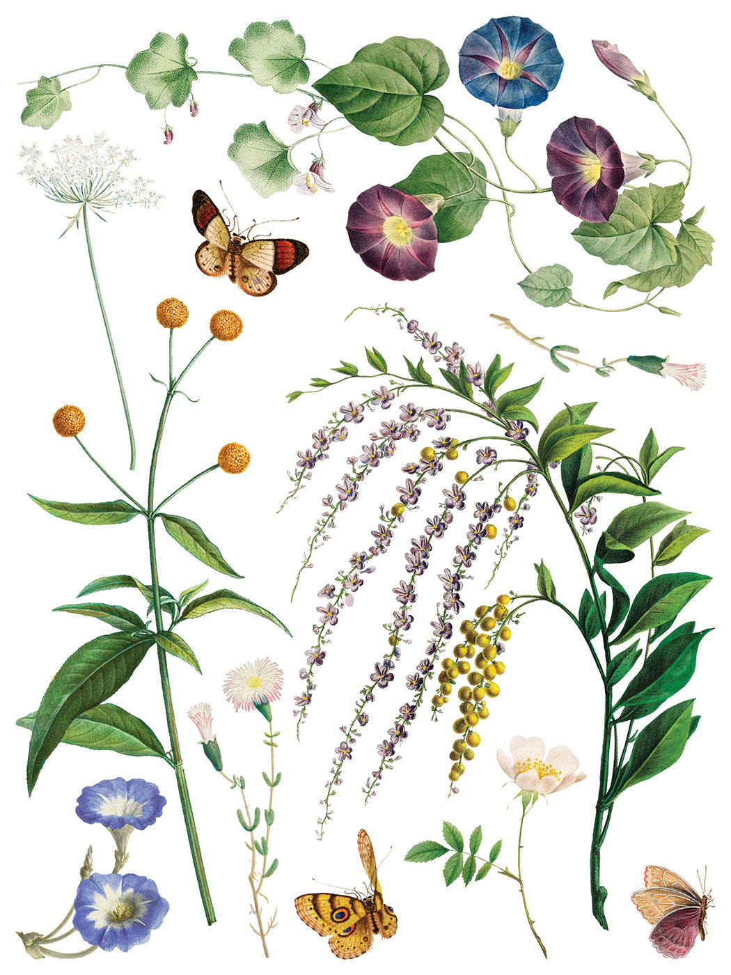 Marché des Fleurs IOD Transfer