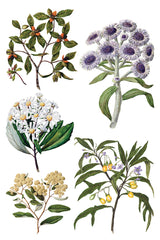 Sarah Featon's Botanicals IOD Transfer