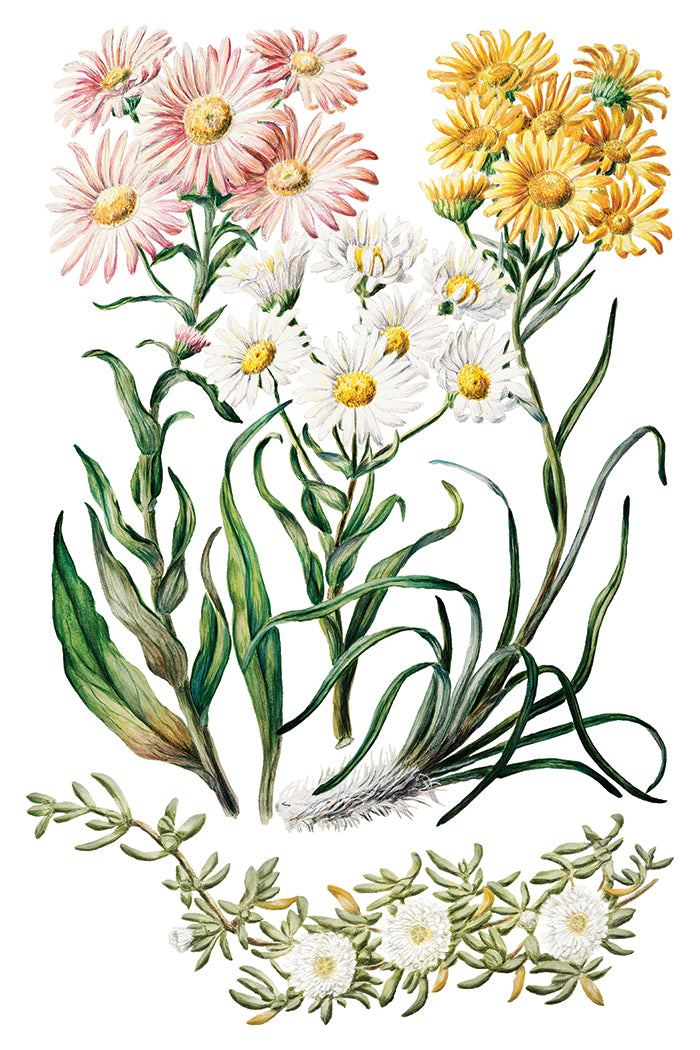 Sarah Featon's Botanicals IOD Transfer