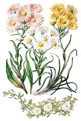 Sarah Featon's Botanicals IOD Transfer