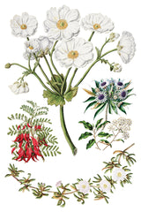 Sarah Featon's Botanicals IOD Transfer