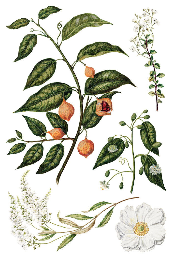 Sarah Featon's Botanicals IOD Transfer