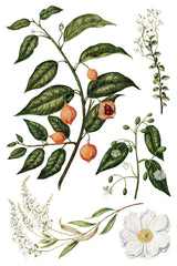 Sarah Featon's Botanicals IOD Transfer