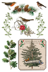Winter Botanist IOD Transfer