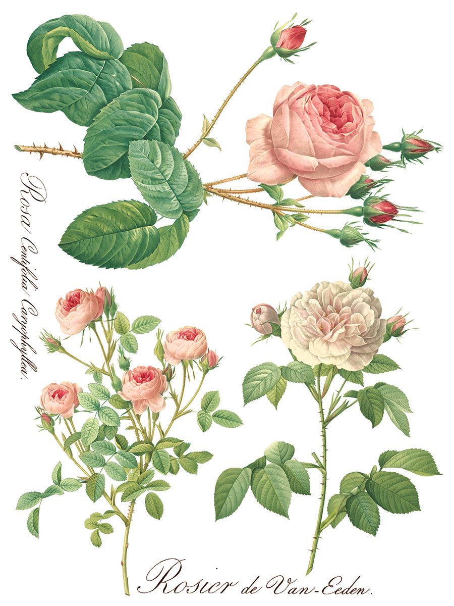 Rose Botanical IOD Transfer