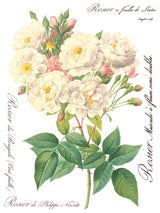 Rose Botanical IOD Transfer