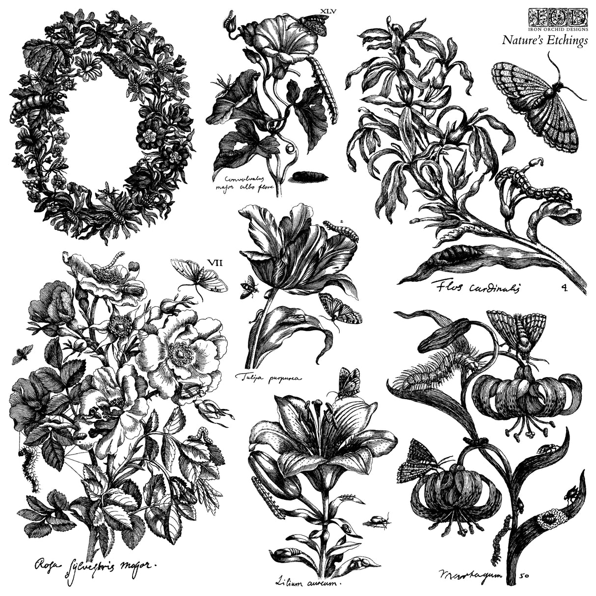Nature’s Etchings IOD Decor Stamp