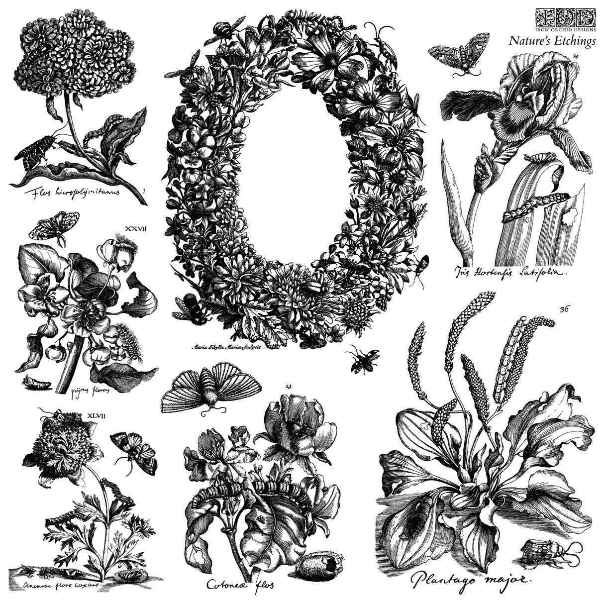 Nature’s Etchings IOD Decor Stamp