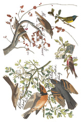 Winter's Calling IOD Transfer
