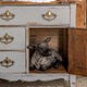 Little Lamb - Fusion Mineral Paint